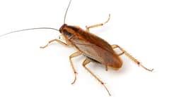 Cucaracha